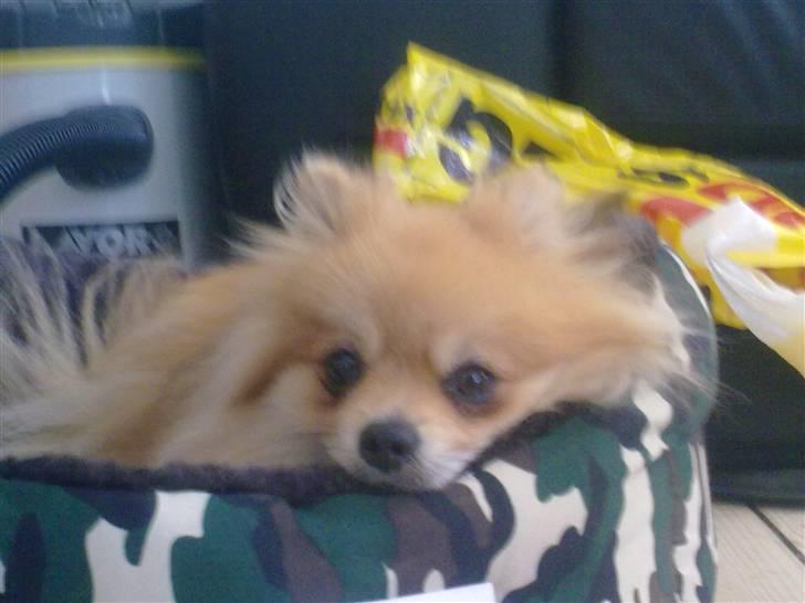 Pomeranian Schakie <3 - Min egen - wee min egen kurv ! billede 19
