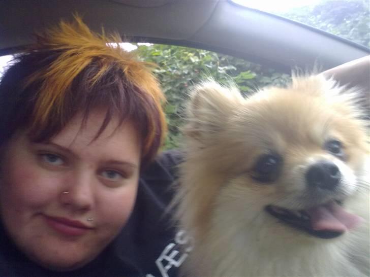 Pomeranian Schakie <3 - Min egen - Hej Hej ! :D billede 20