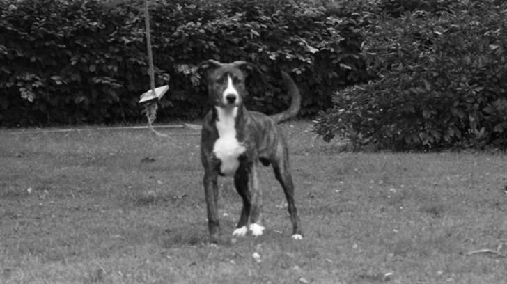 Amerikansk staffordshire terrier Django - Hej  Velkommen til min side... Jeg hedder Django. billede 1