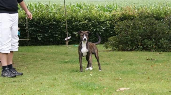 Amerikansk staffordshire terrier Django billede 2