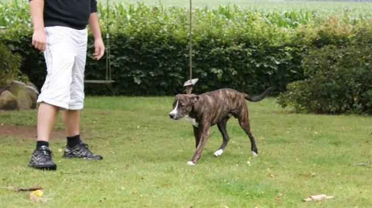 Amerikansk staffordshire terrier Django billede 3