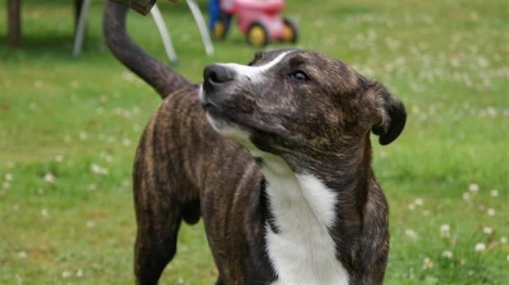 Amerikansk staffordshire terrier Django billede 4