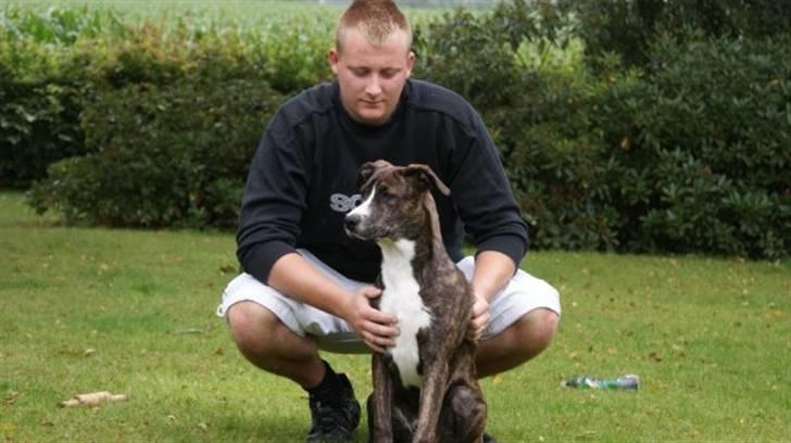 Amerikansk staffordshire terrier Django billede 5