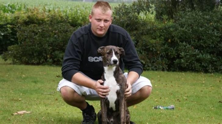 Amerikansk staffordshire terrier Django billede 6