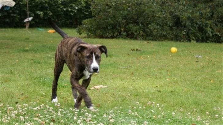 Amerikansk staffordshire terrier Django billede 7