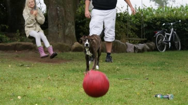 Amerikansk staffordshire terrier Django billede 8