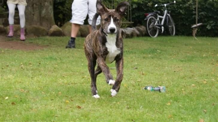 Amerikansk staffordshire terrier Django billede 9