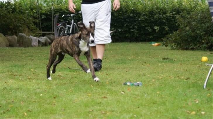 Amerikansk staffordshire terrier Django billede 10