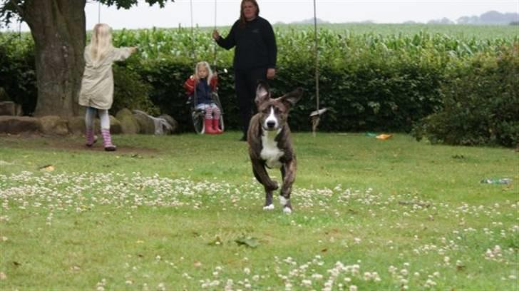 Amerikansk staffordshire terrier Django billede 11