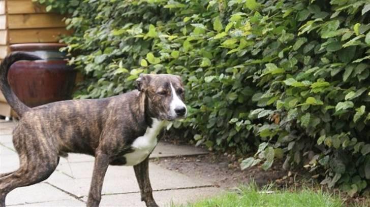 Amerikansk staffordshire terrier Django billede 12