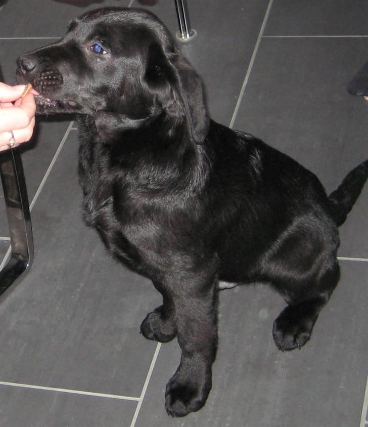Labrador retriever Jeiko (Formel 1) - Her er Jeiko 16 uger gammel. billede 6