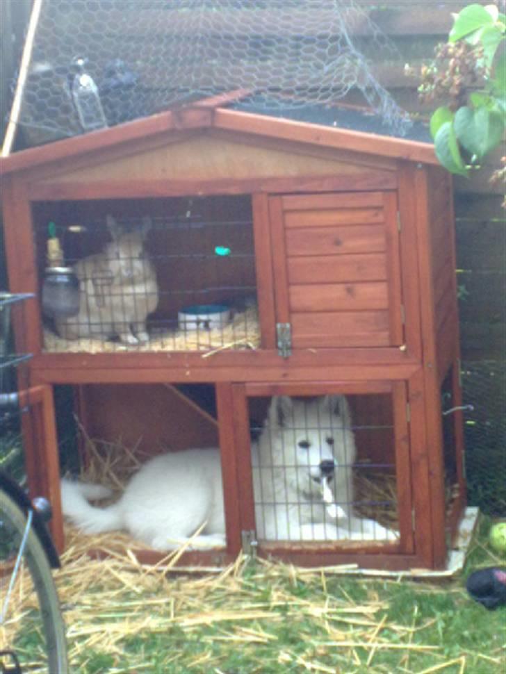 Samojedhund Samson - samson 15 uger billede 8