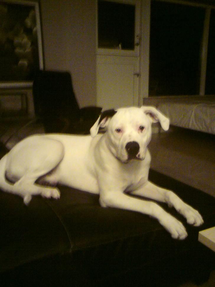 Amerikansk bulldog Coda  *solgt* - Min dejlige dreng billede 13