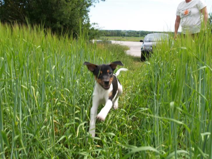 Dansk svensk gaardhund ROCKS - Her er jeg i fuld fart...... billede 5