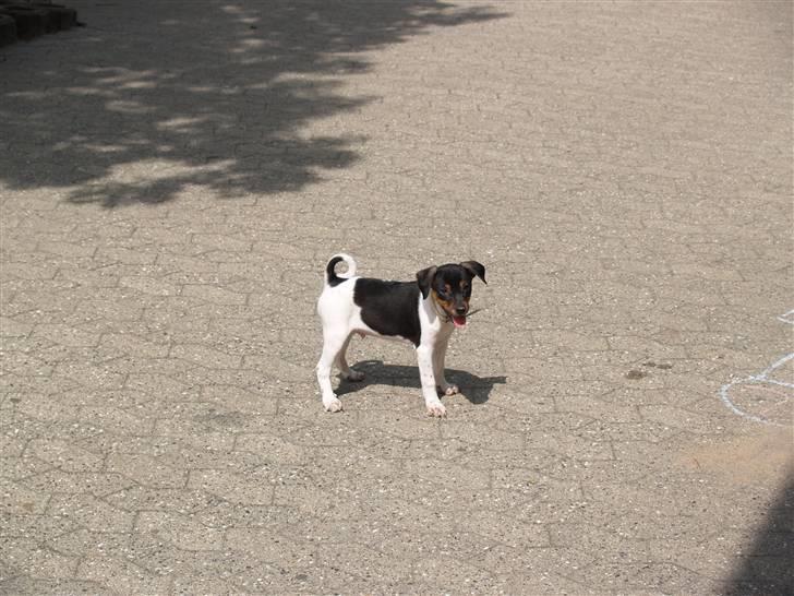 Dansk svensk gaardhund ROCKS - Er jeg ikke bare sød..... billede 6