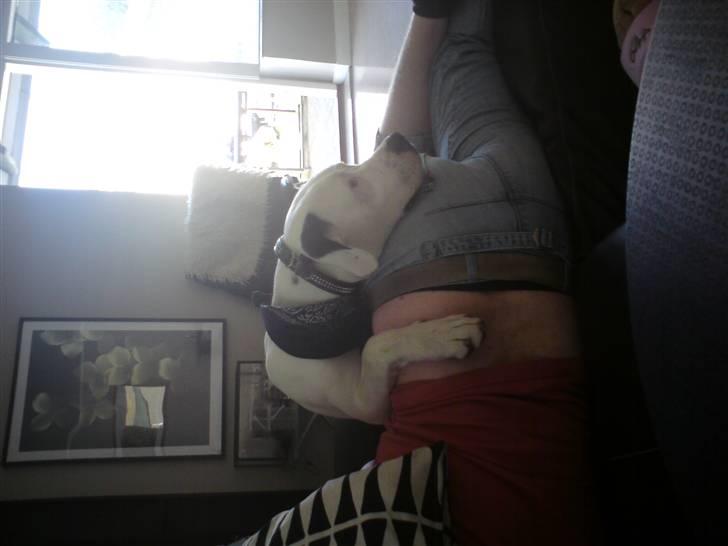 Amerikansk bulldog Coda  *solgt* - Ligger på far og ser tv  billede 14