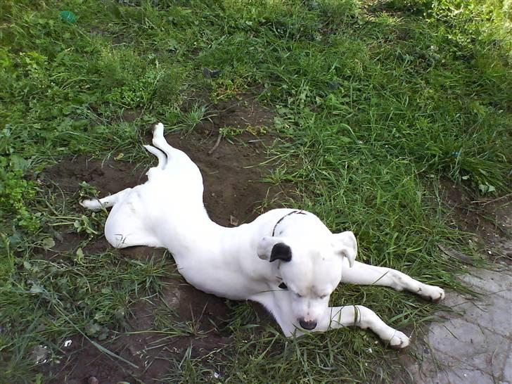 Amerikansk bulldog Coda  *solgt* - Coda har gravet et hul til hans mave, der ser så mærkeligt ud  billede 15