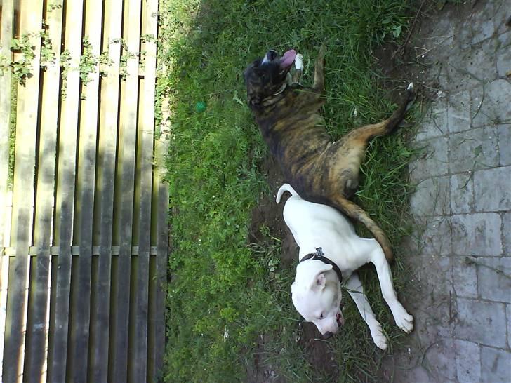 Amerikansk bulldog Coda  *solgt* - Coda med den gode ven Zinko billede 16