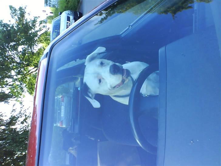 Amerikansk bulldog Coda  *solgt* - Så synes han lige han skulle tage mors plads billede 17