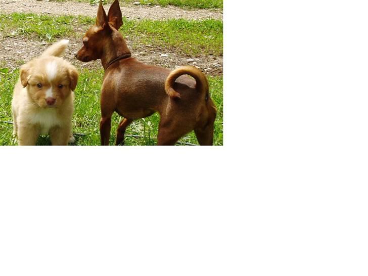 Dvaergpinscher Pixie - Her bestemmmer jeg billede 1