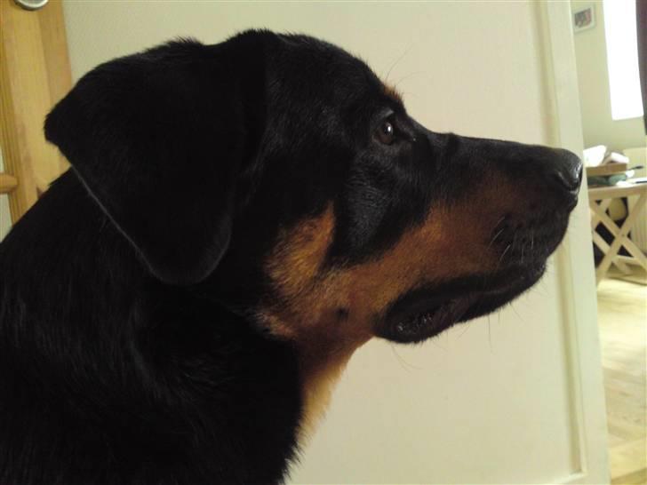 Rottweiler Balou billede 19