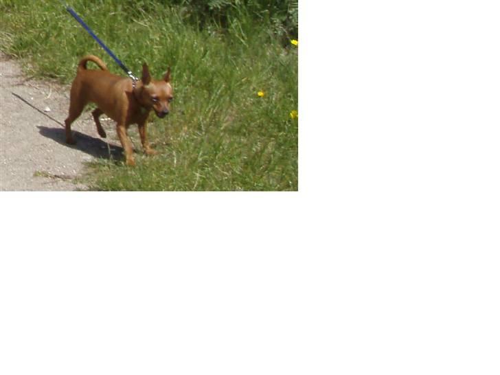 Dvaergpinscher Pixie - På  spændende udflugt i Løveparken billede 3