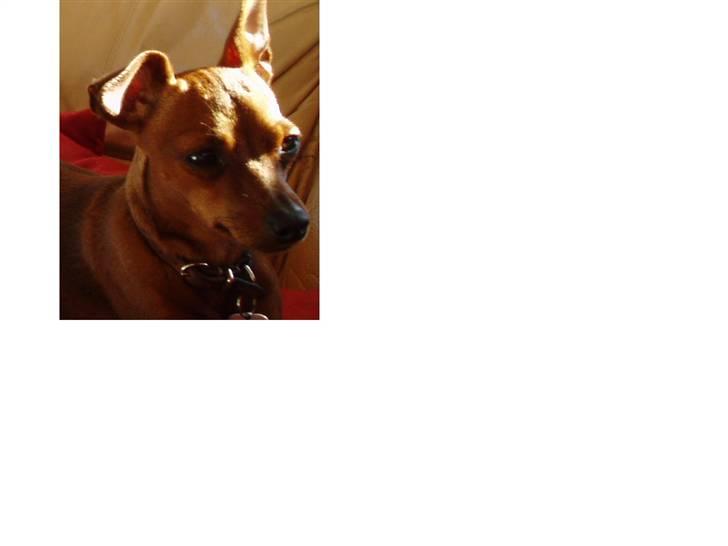 Dvaergpinscher Pixie - Portræt billede 4