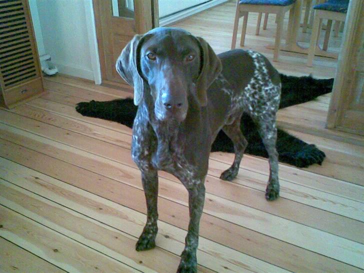 Korthåret hønsehund Nordboen Zaxo - velkommen til Zako (´: billede 1