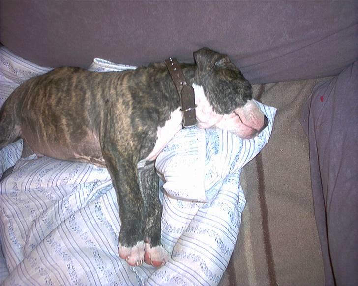 Amerikansk staffordshire terrier chico billede 8