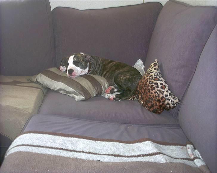 Amerikansk staffordshire terrier chico billede 9