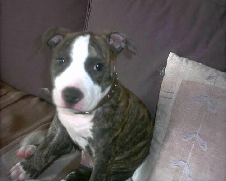 Amerikansk staffordshire terrier chico billede 10