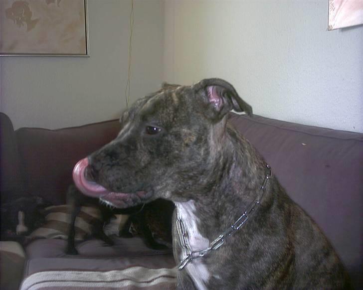 Amerikansk staffordshire terrier luca billede 20