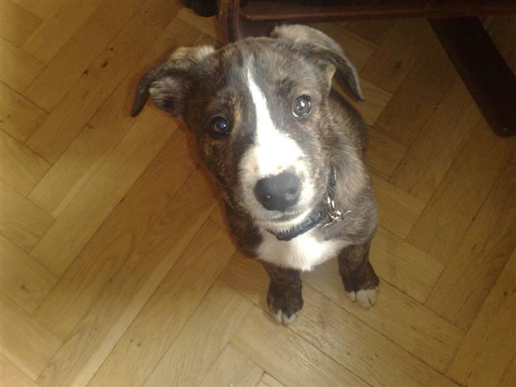 Amerikansk staffordshire terrier Django billede 13