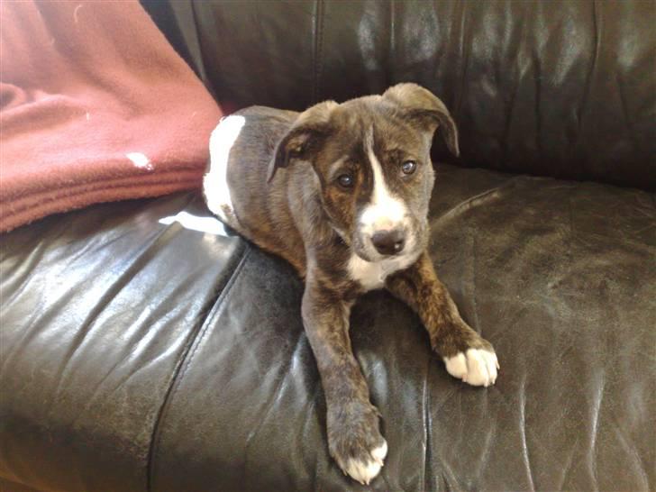 Amerikansk staffordshire terrier Django billede 14