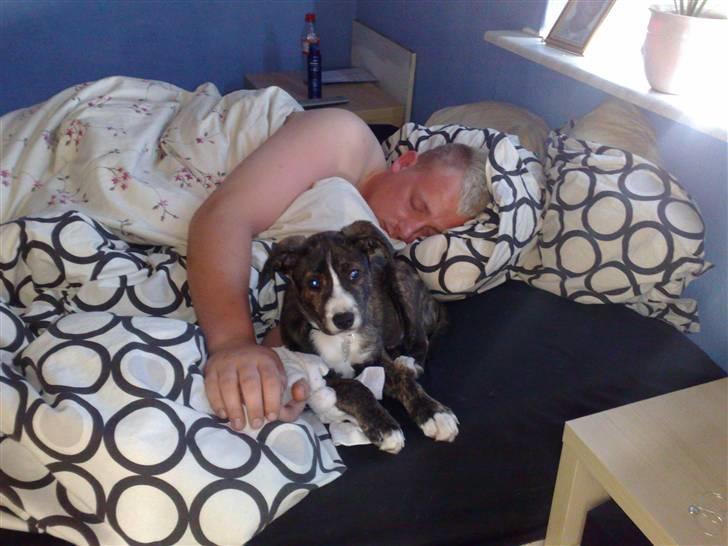 Amerikansk staffordshire terrier Django - Ligger lige og sørger for ingen kommer og forstyre min fars skønhedssøvn.. han har brug for den :D billede 15