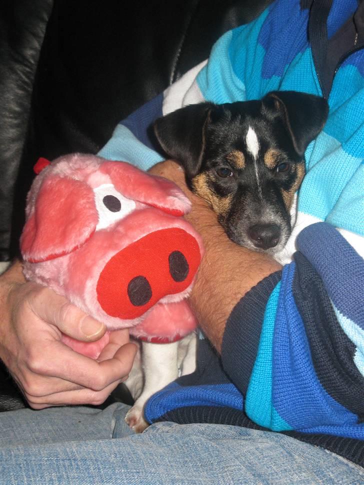 Jack russell terrier Freddi Diesel Skovgaard billede 4