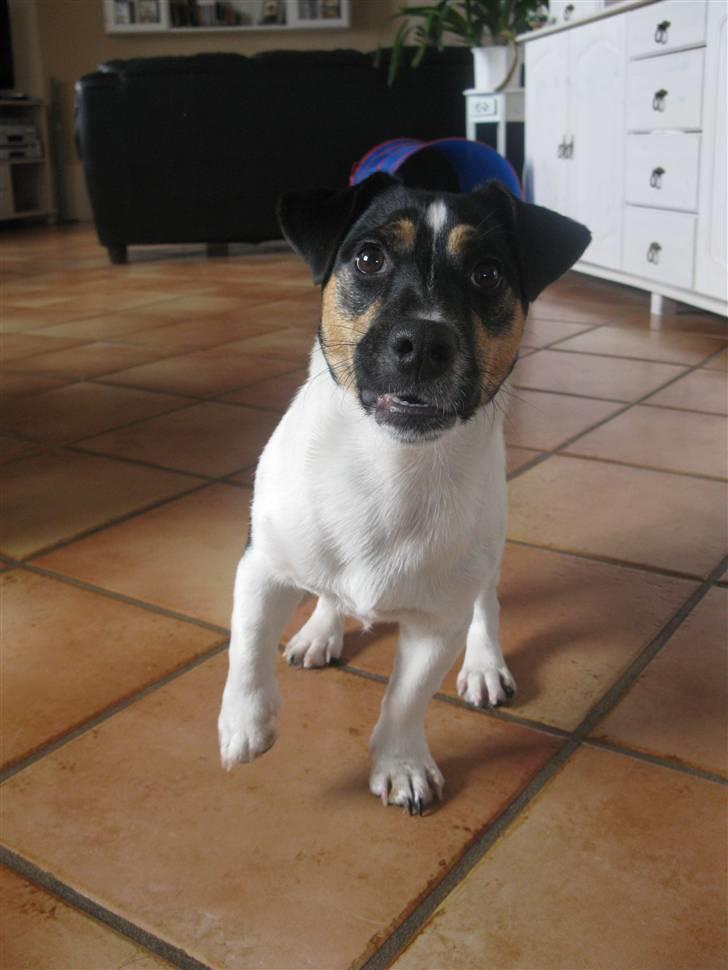Jack russell terrier Freddi Diesel Skovgaard - Dejligt at putte <3 :o] billede 5