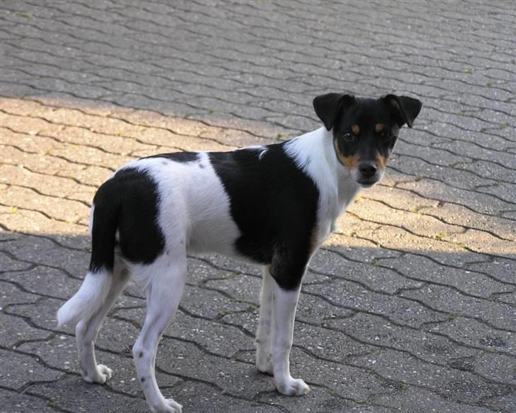 Dansk svensk gaardhund Lady billede 1