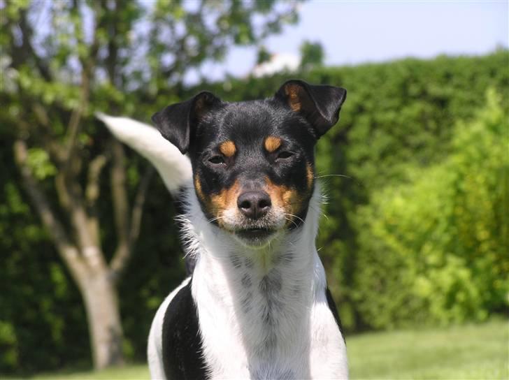 Dansk svensk gaardhund Lady billede 2