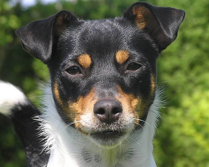 Dansk svensk gaardhund Lady billede 3
