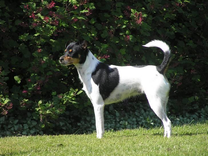 Dansk svensk gaardhund Lady billede 4