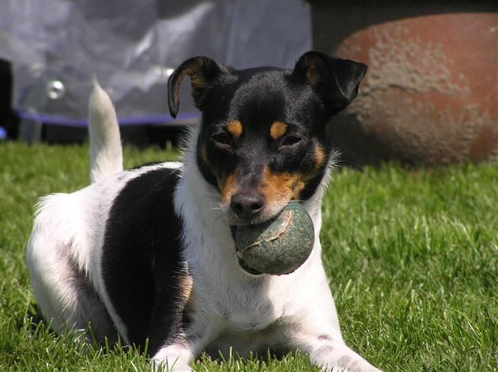 Dansk svensk gaardhund Lady billede 5