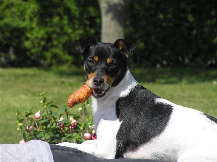 Dansk svensk gaardhund Lady billede 6