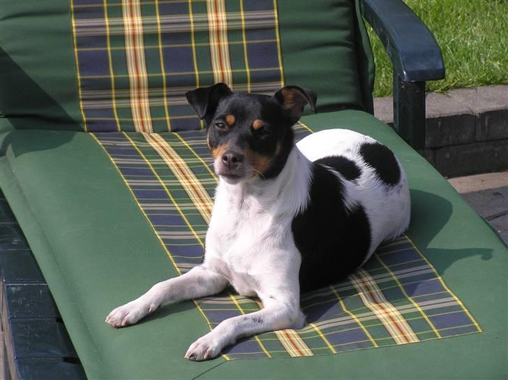 Dansk svensk gaardhund Lady billede 7