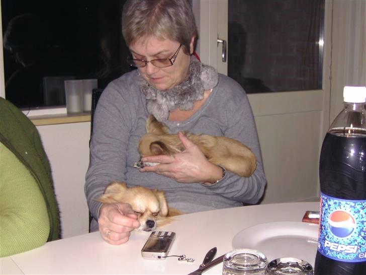 Chihuahua lille my  billede 11