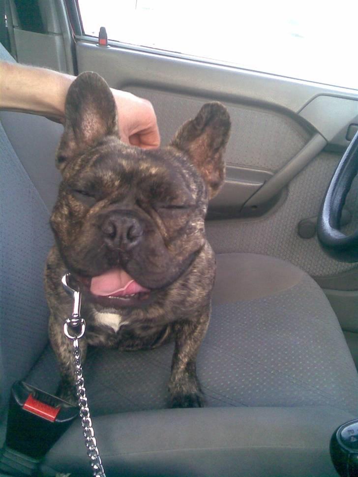 Fransk bulldog Tyson billede 8