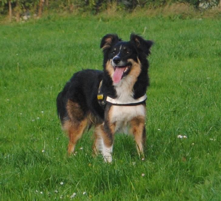 Blanding af racer Basil *R.I.P* billede 14