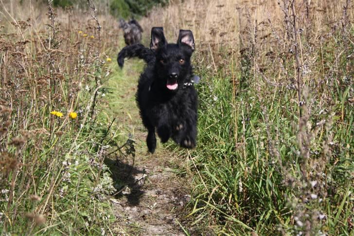 Blanding af racer - Hilda billede 16