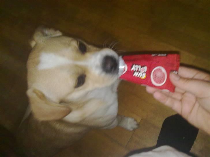 Blanding af racer Vigtor- har ham ikk mere - vigtor spiser is : den 29/7-09 billede 19