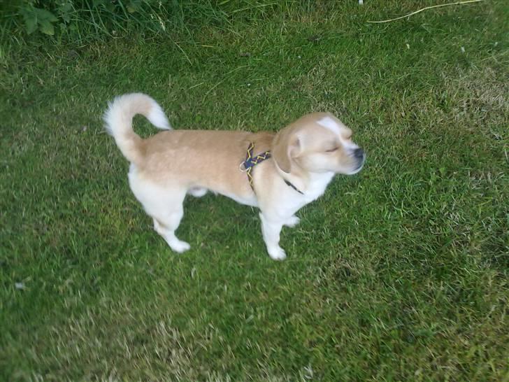 Blanding af racer Vigtor- har ham ikk mere - ude og gå  billede 20